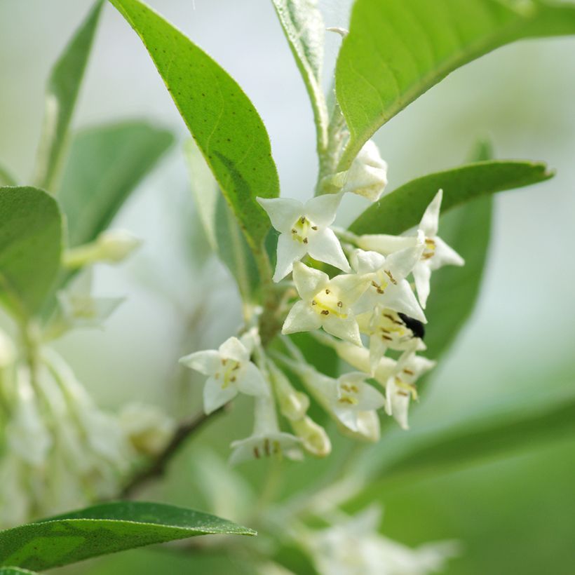 Elaeagnus umbellata - Japanese Silverberry (Flowering)