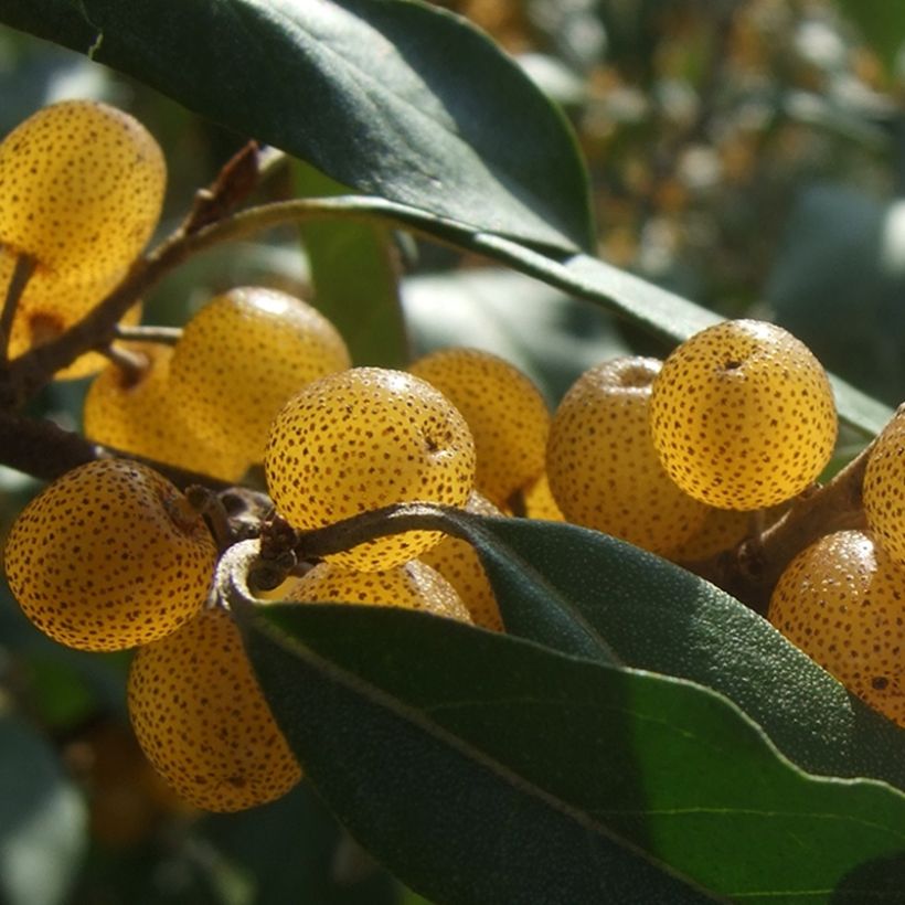 Elaeagnus umbellata Fortunella (Harvest)