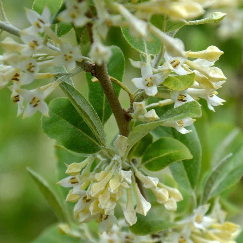 Elaeagnus umbellata Fortunella (Flowering)