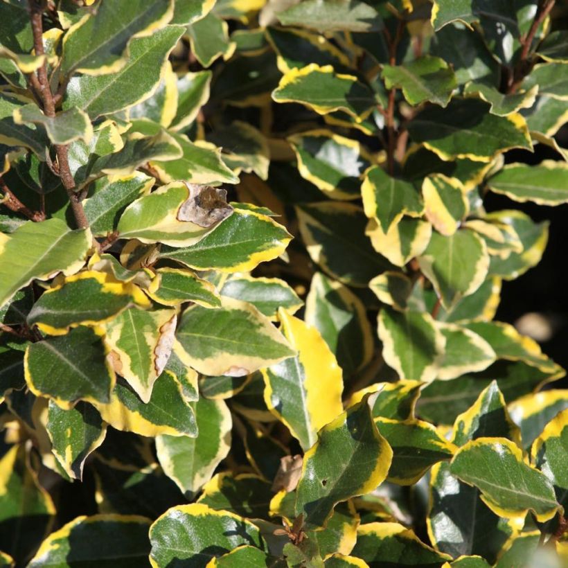 Elaeagnus ebbingei Viveleg - Oleaster (Foliage)