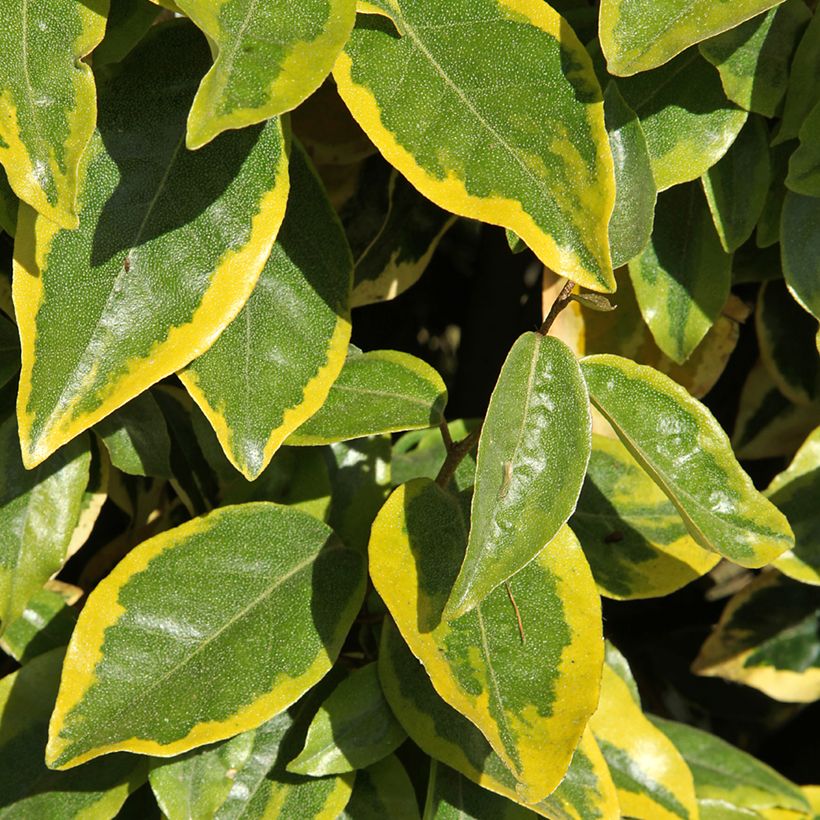 Elaeagnus ebbingei Viveleg - Oleaster (Foliage)