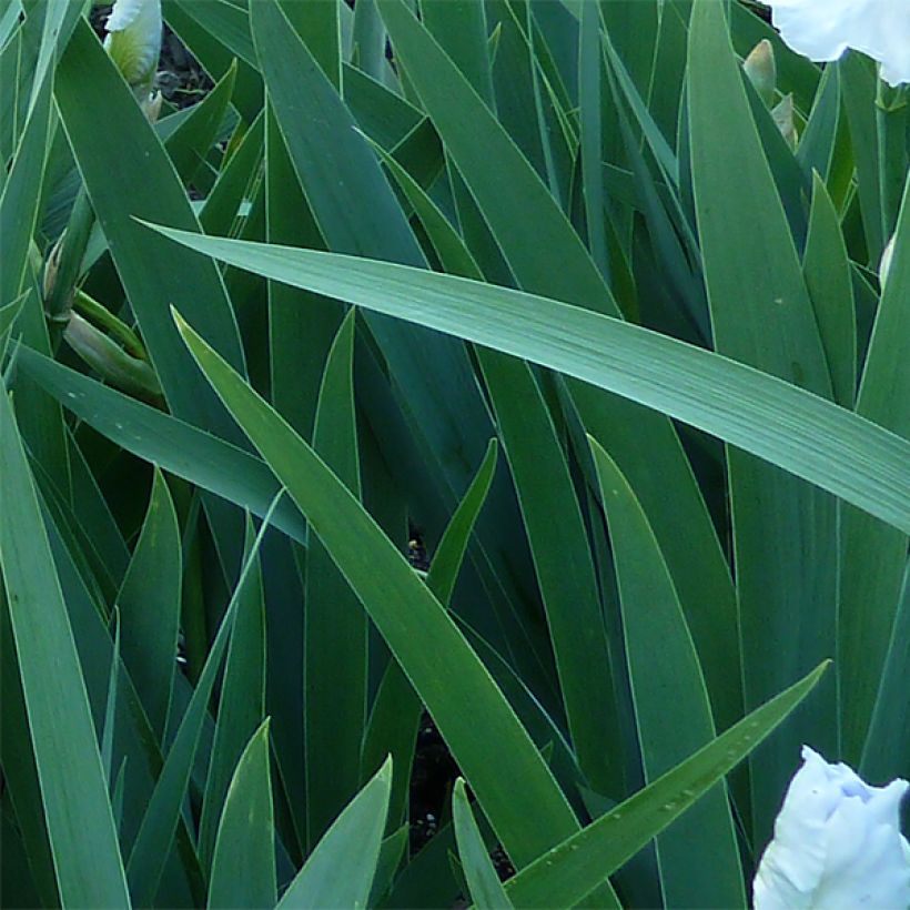 Iris germanica Immortality - Bearded Iris (Foliage)