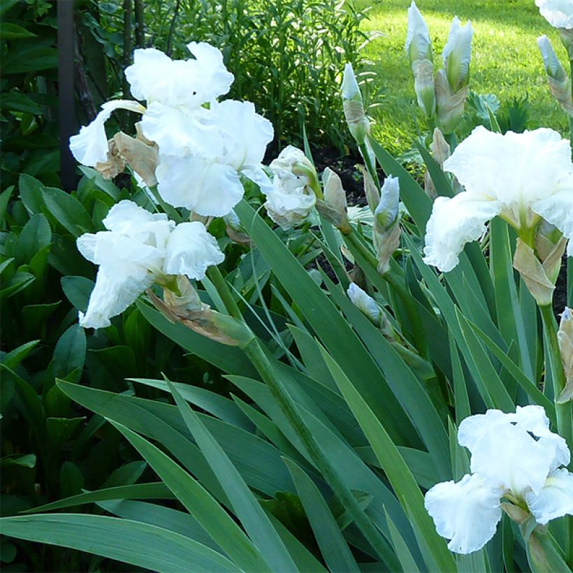Iris germanica Immortality - Bearded Iris (Flowering)