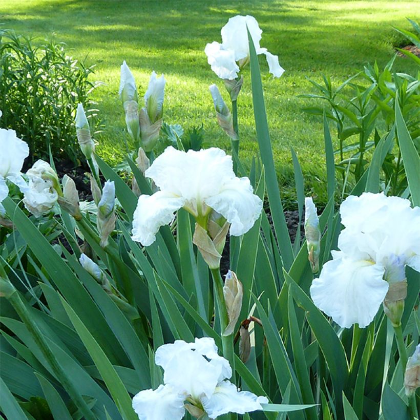 Iris germanica Immortality - Bearded Iris (Plant habit)
