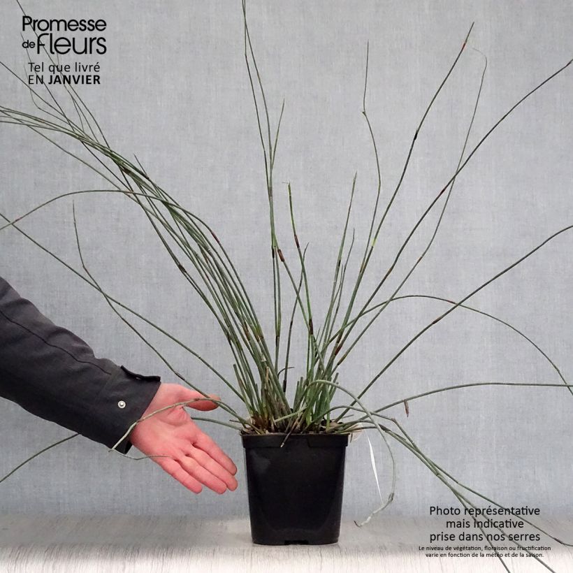 Elegia elephantina - Restio Pot de 2L/3L sample as delivered in winter