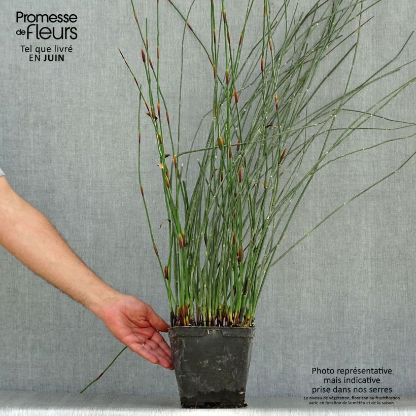 Elegia elephantina - Restio Pot de 2L/3L sample as delivered in summer
