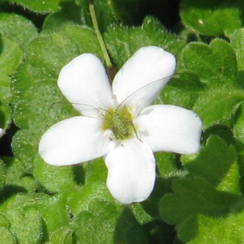 Ellisiophyllum pinnatum (Flowering)