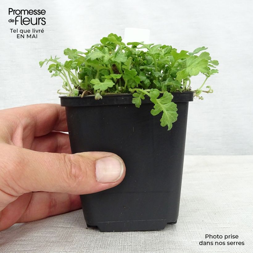 Ellisiophyllum pinnatum Godet de 9cm sample as delivered in spring