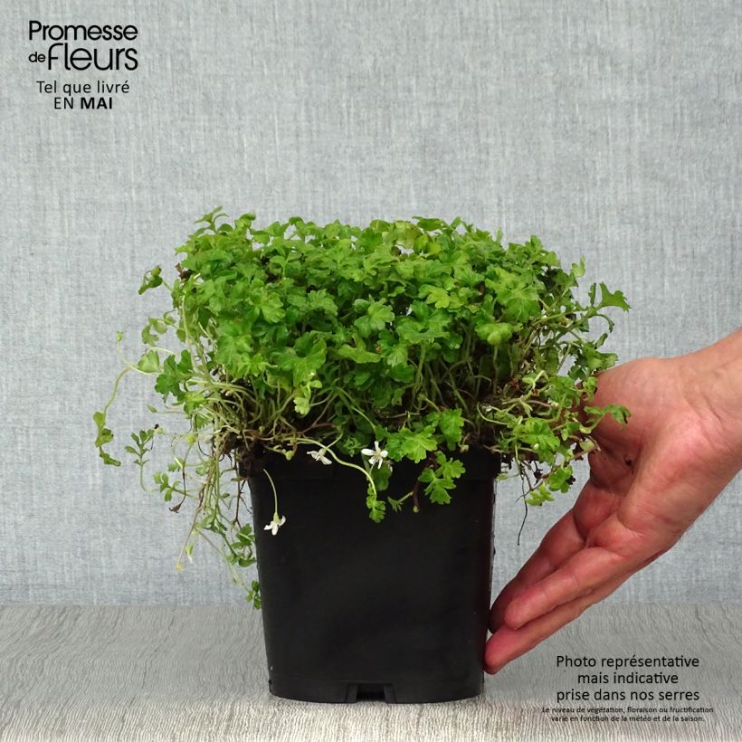 Ellisiophyllum pinnatum Pot de 2/3 L sample as delivered in spring