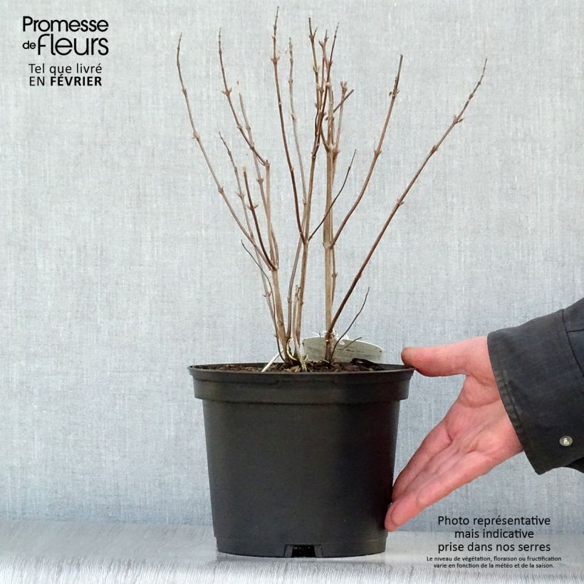 Elsholtzia stauntonii - Menthe en arbre Pot de 2L/3L sample as delivered in winter