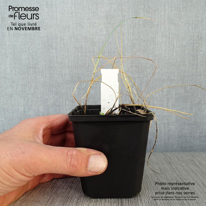 Elymus magellanicus - Agropyron en godet de 9 cm sample as delivered in autumn