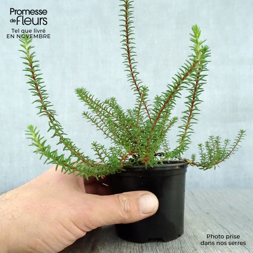 Empetrum nigrum - Camarine noire Pot de 10 cm/11cm sample as delivered in autumn