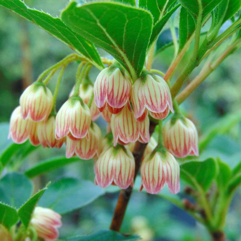 Enkianthus campanulatus (Flowering)