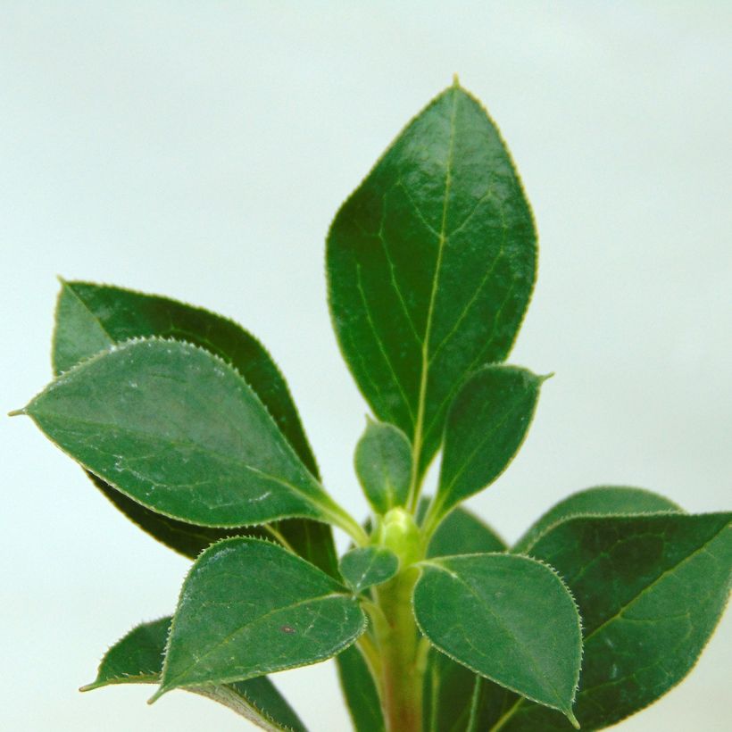 Enkianthus campanulatus (Foliage)