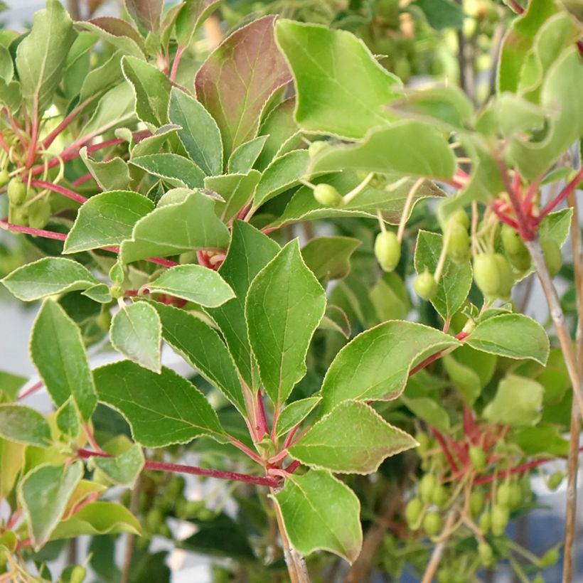 Enkianthus campanulatus Prettycoat (Foliage)