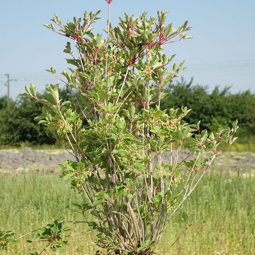 Enkianthus campanulatus Prettycoat (Plant habit)