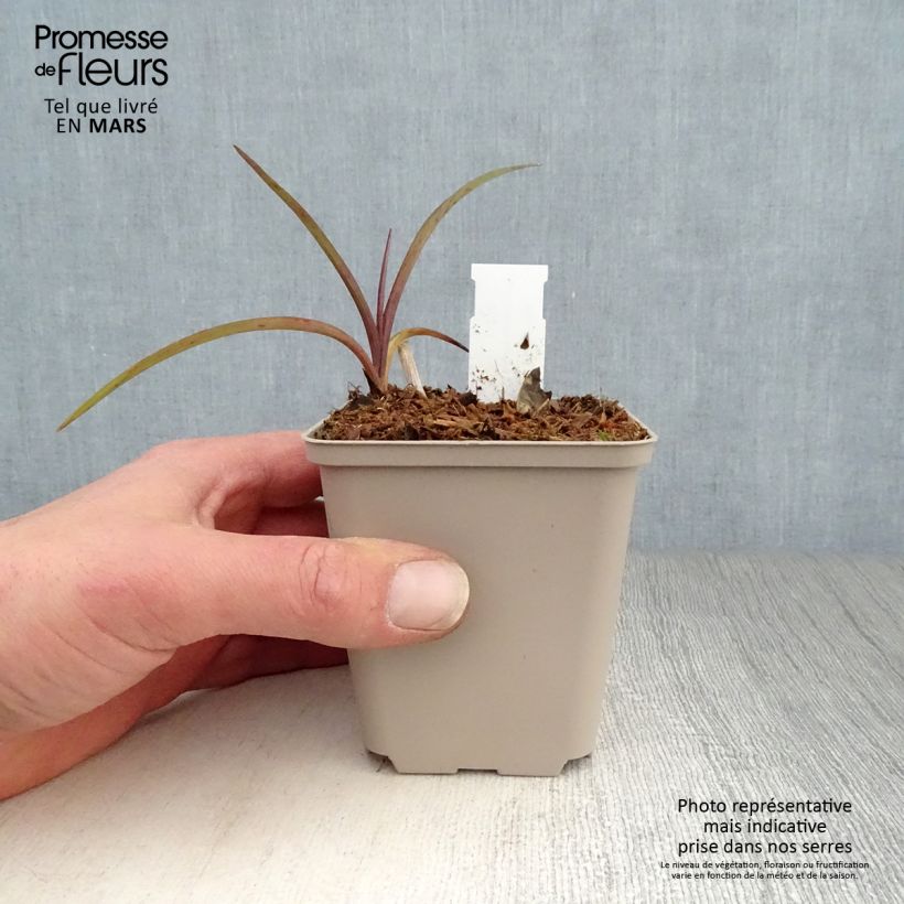 Tradescantia andersoniana Perrines Pink - Spiderwort sample as delivered in spring
