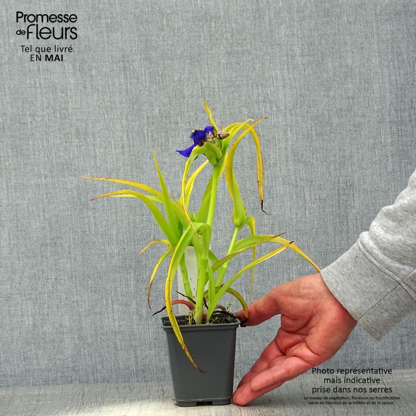 Tradescantia Blue and Gold 8/9 cm pot sample as delivered in spring
