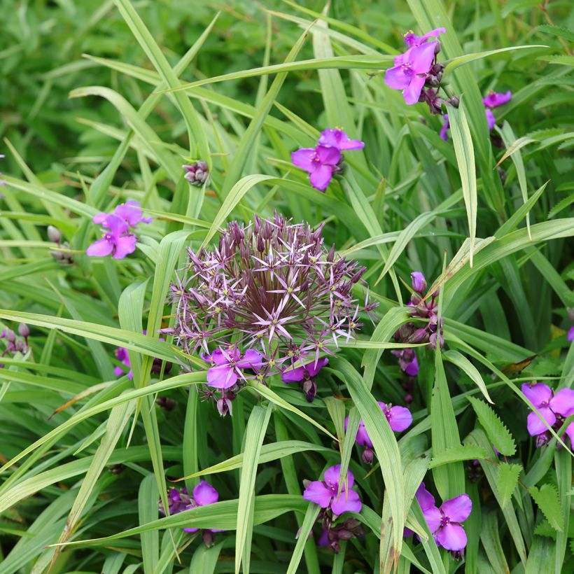 Tradescantia Karminglut - Spiderwort (Plant habit)