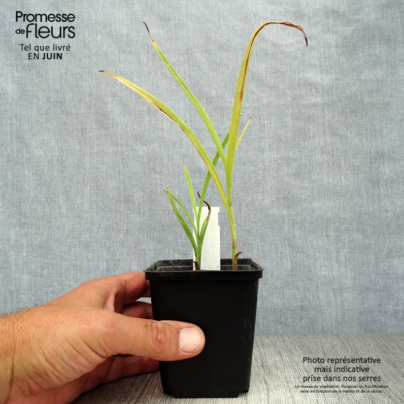 Tradescantia andersoniana Little Doll - Spiderwort 8/9 cm pot sample as delivered in summer