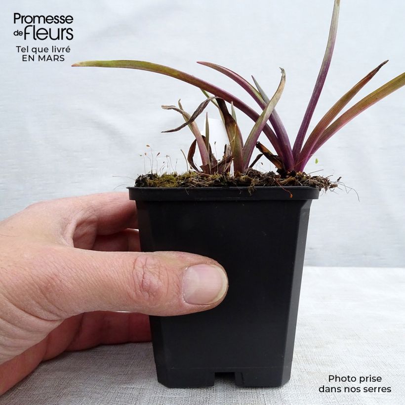 Tradescantia x andersoniana 'Osprey' sample as delivered in spring