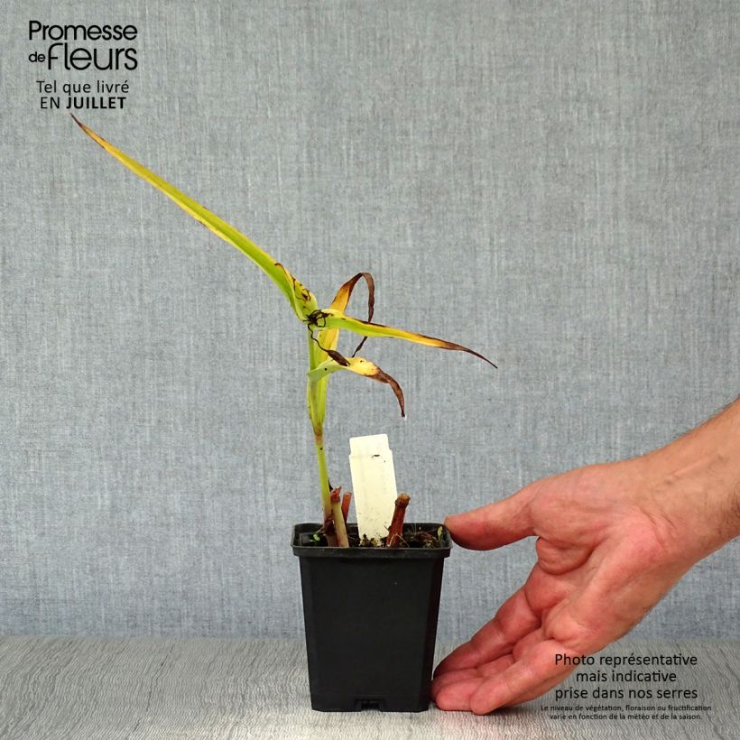 Tradescantia andersoniana Zwanenburg Blue - Spiderwort 8/9 cm pot sample as delivered in summer