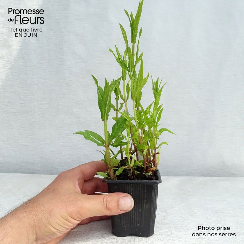 Stachys palustris 8/9 cm pot sample as delivered in summer