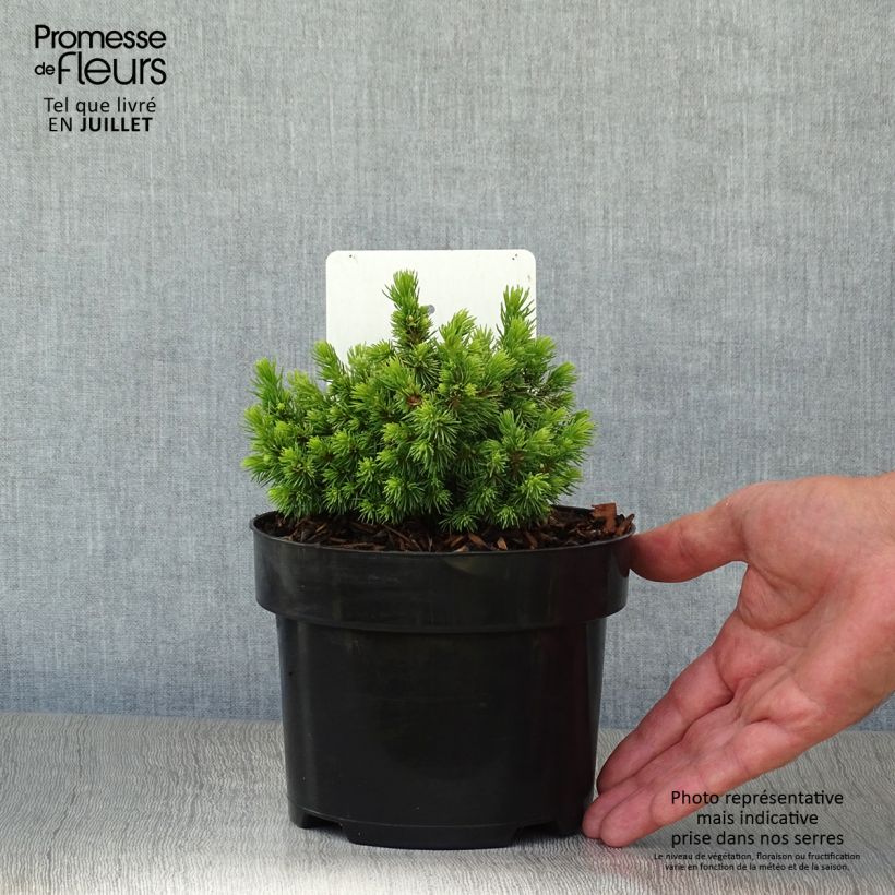 Picea glauca Jalako Gold - White Spruce 2L/3L potShipped height around 15/25cm sample as delivered in summer