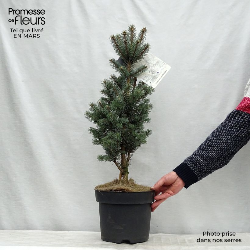 Epicea bleu - Picea pungens Iseli Fastigiate                   Pot de 7,5L/10L sample as delivered in winter