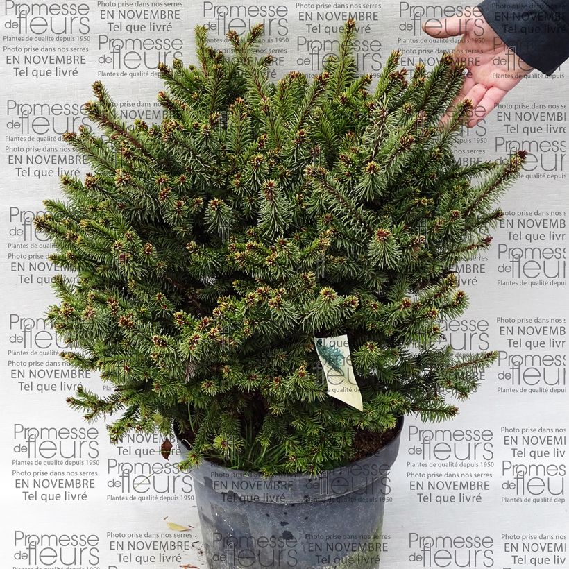 Example of Picea abies Hana Subutus - Norway Spruce specimen as delivered