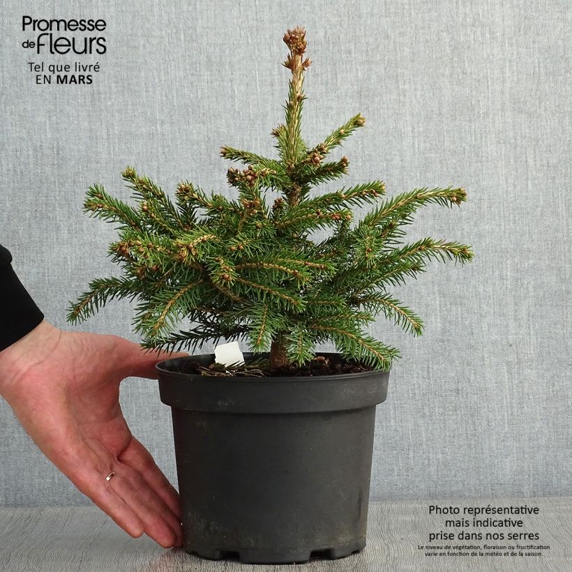 Epicea commun - Picea abies Maxwellii Pot de 2L/3L sample as delivered in winter