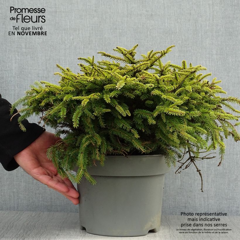 Epicea commun - Picea abies Nidiformis en pot de 2/3L             sample as delivered in autumn