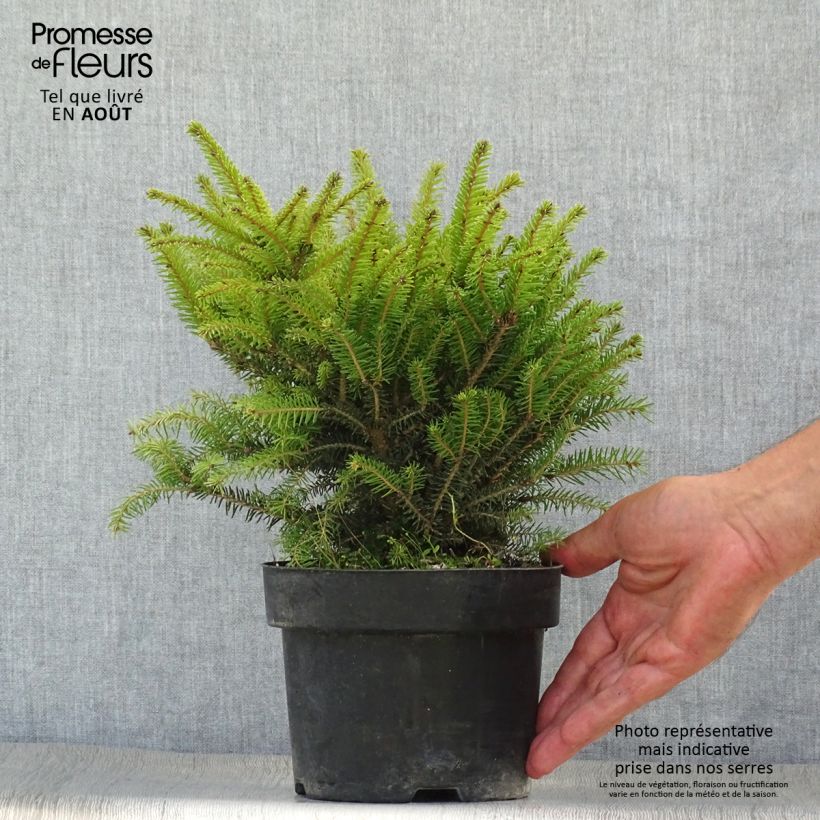 Picea abies Nidiformis - Norway Spruce 2L/3L pot sample as delivered in summer