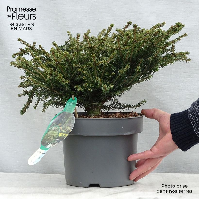 Picea abies Nidiformis - Norway Spruce sample as delivered in spring