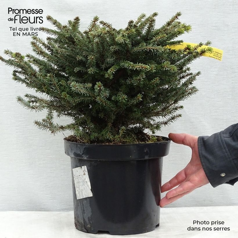 Epicea commun - Picea abies Nidiformis en pot de 7,5L/10L sample as delivered in winter