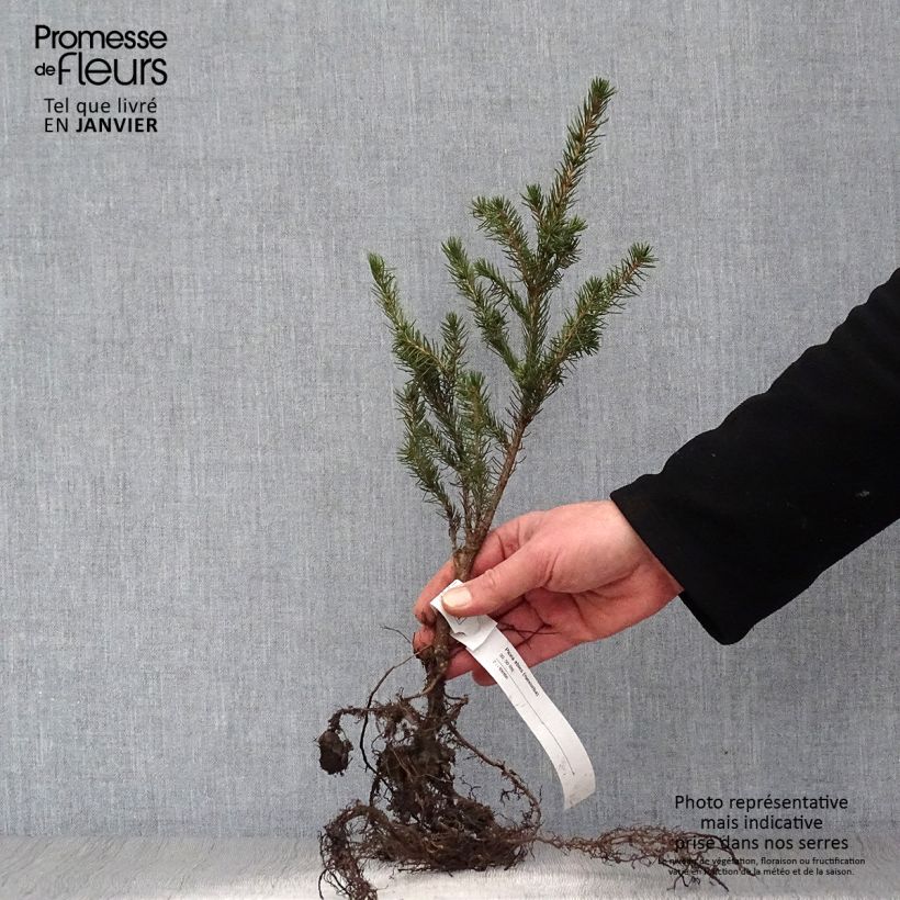 Epicéa commun - Picea abies Racines nues sample as delivered in winter