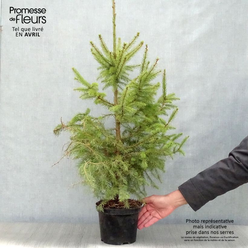 Picea omorika Nana - Serbian Spruce sample as delivered in spring