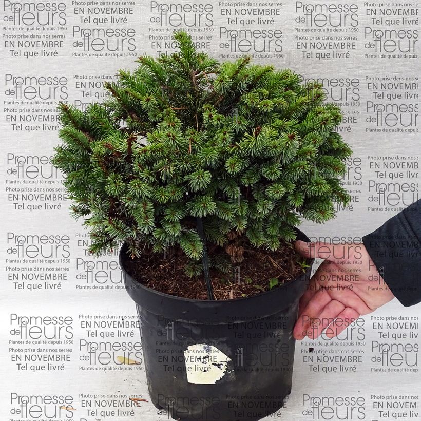 Example of Picea sitchensis Rom - Sitka Spruce specimen as delivered