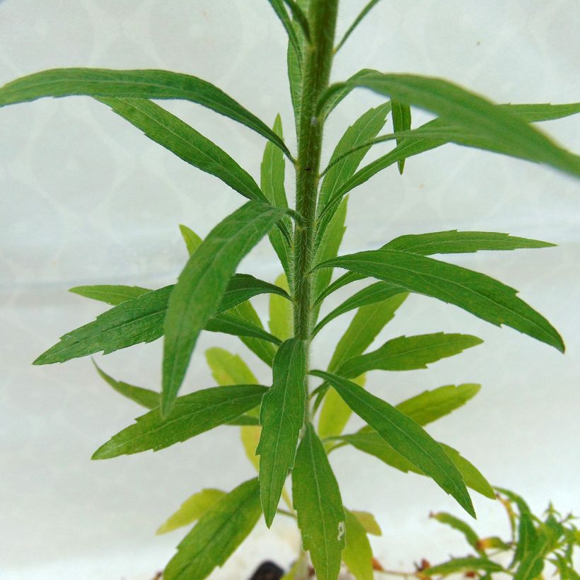 Epilobium angustifolium Album (Foliage)