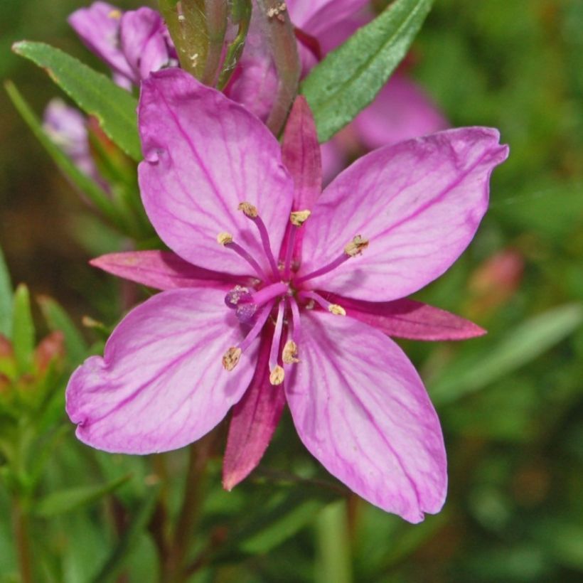 Epilobium fleischeri (Flowering)