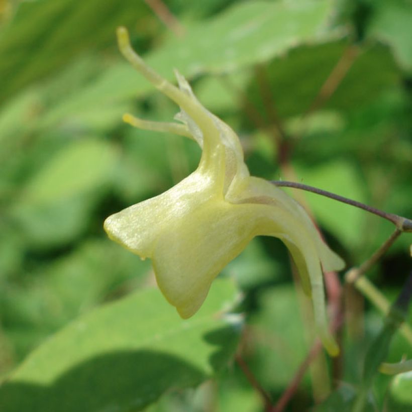 Epimedium Flowers of Sulphur - Barrenwort (Flowering)