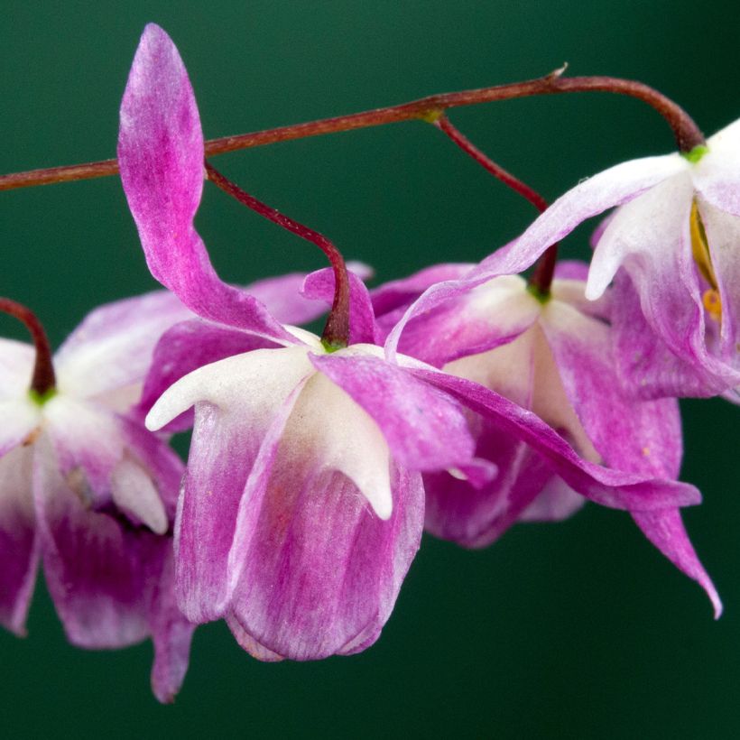 Epimedium Pumosum Roseum - Barrenwort (Flowering)