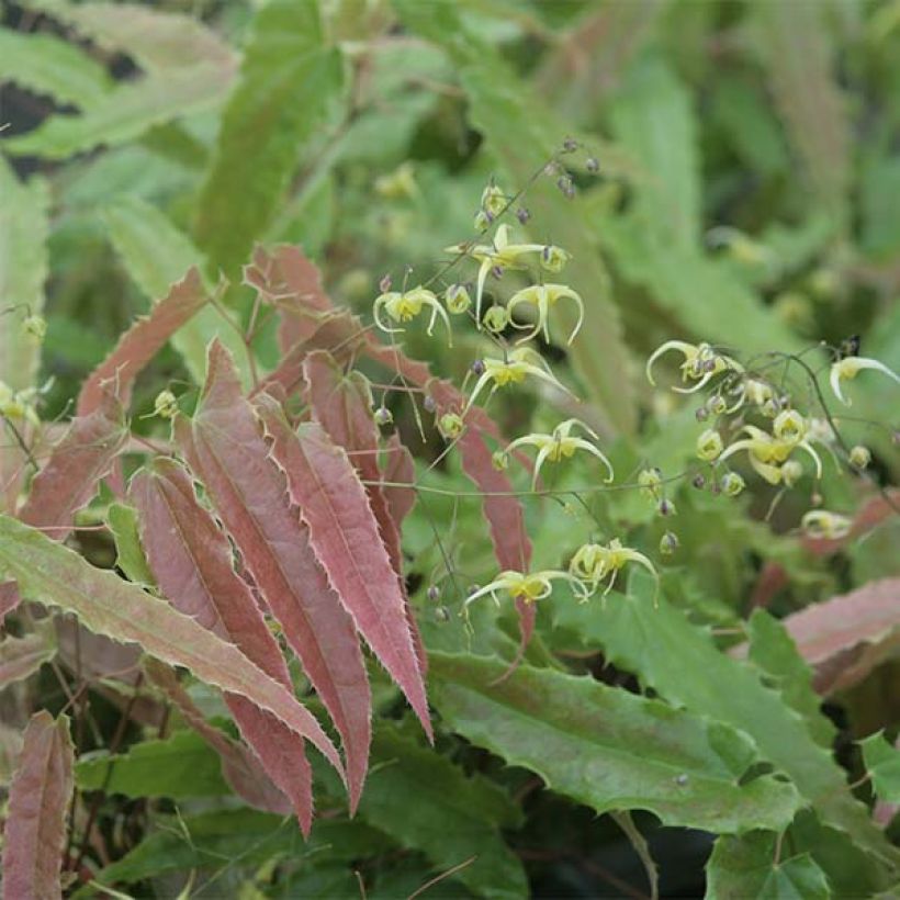 Epimedium Sphinx Twinkler - Barrenwort (Foliage)