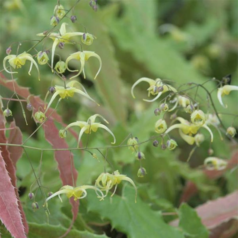 Epimedium Sphinx Twinkler - Barrenwort (Flowering)