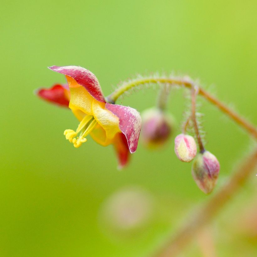 Epimedium alpinum - Barrenwort (Flowering)