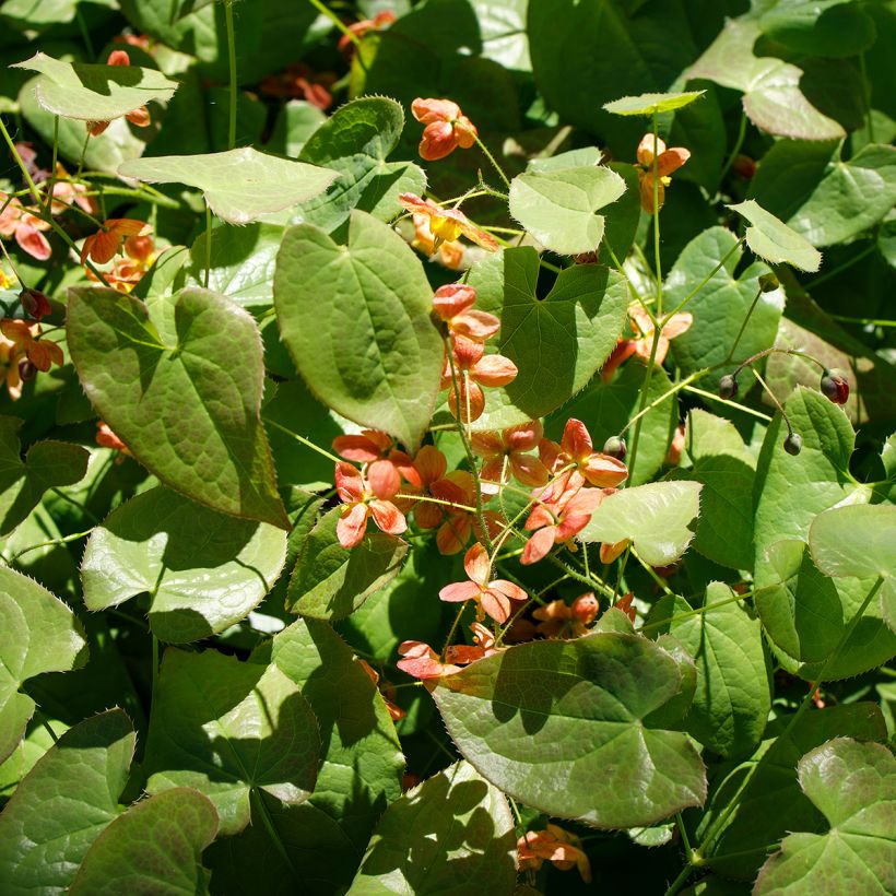 Epimedium alpinum - Barrenwort (Plant habit)