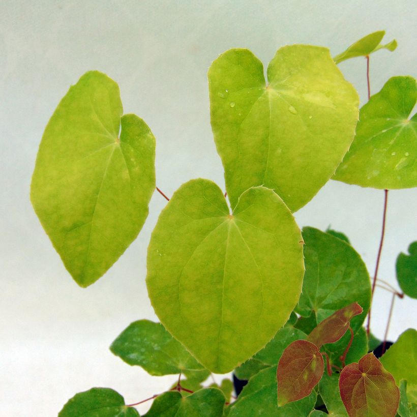 Epimedium grandiflorum Lilafee - Fairy Wings (Foliage)