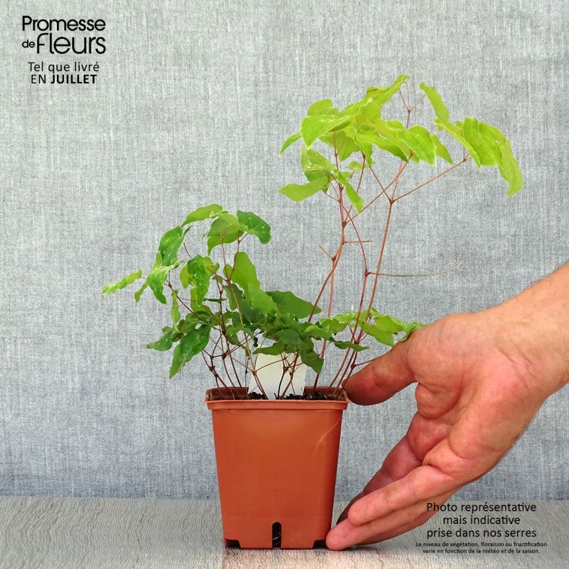 Epimedium grandiflorum Lilafee - Fairy Wings 8/9 cm pot sample as delivered in summer
