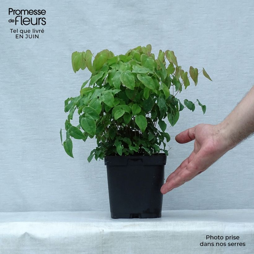 Epimedium grandiflorum Lilafee - Fairy Wings 2L/3L pot sample as delivered in summer