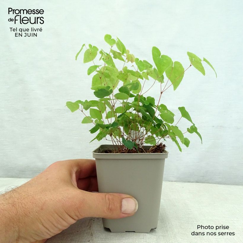 Epimedium Shiho - Barrenwort 8/9 cm pot sample as delivered in summer